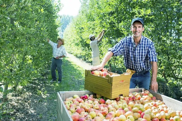 Fruit Picking Jobs in Canada with VISA Sponsorship